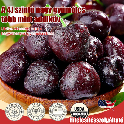 Teljes mértékben importált chilei cseresznye magvak 🍒Nincs szükséged kertre a bőséges, édes terméshez.