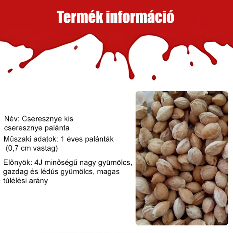 Teljes mértékben importált chilei cseresznye magvak 🍒Nincs szükséged kertre a bőséges, édes terméshez.