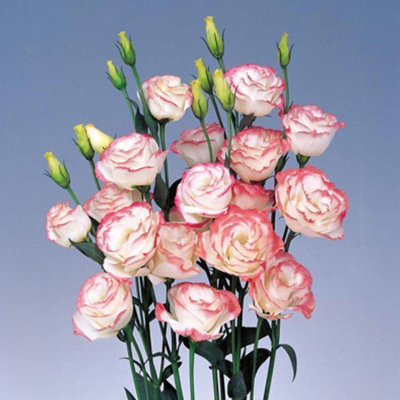 Platycodon grandiflorum mag