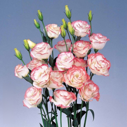 Platycodon grandiflorum mag