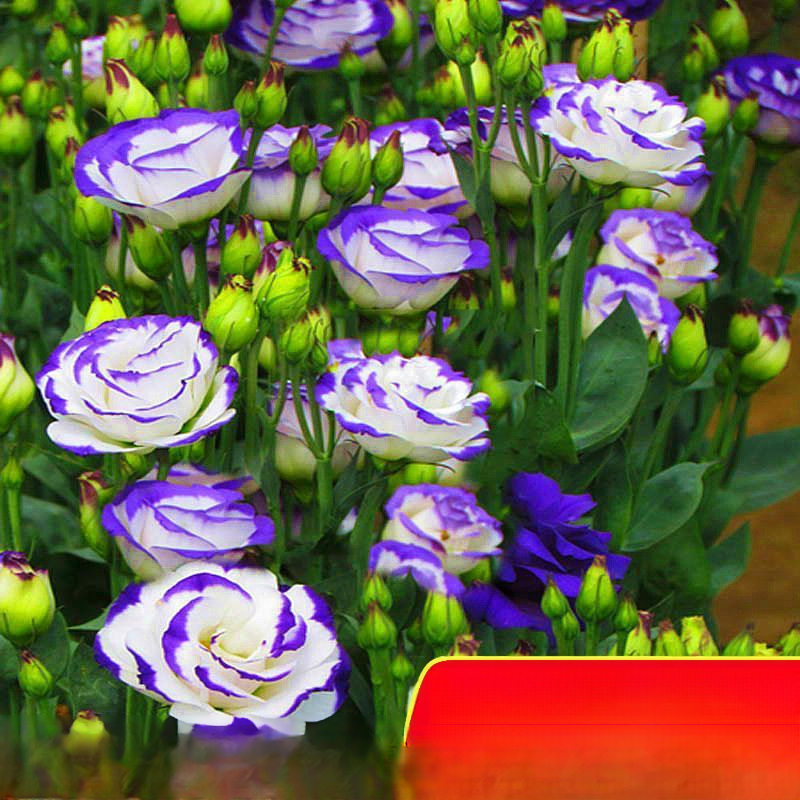 Platycodon grandiflorum mag