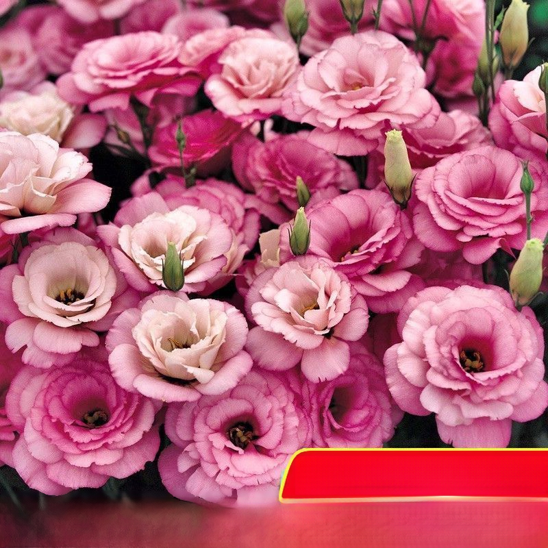 Platycodon grandiflorum mag