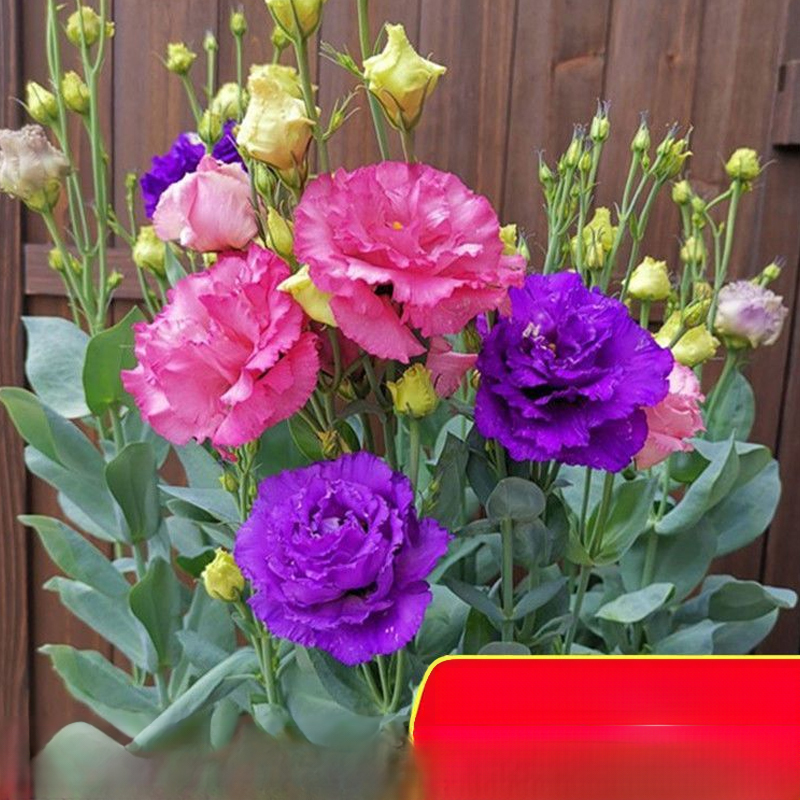 Platycodon grandiflorum mag