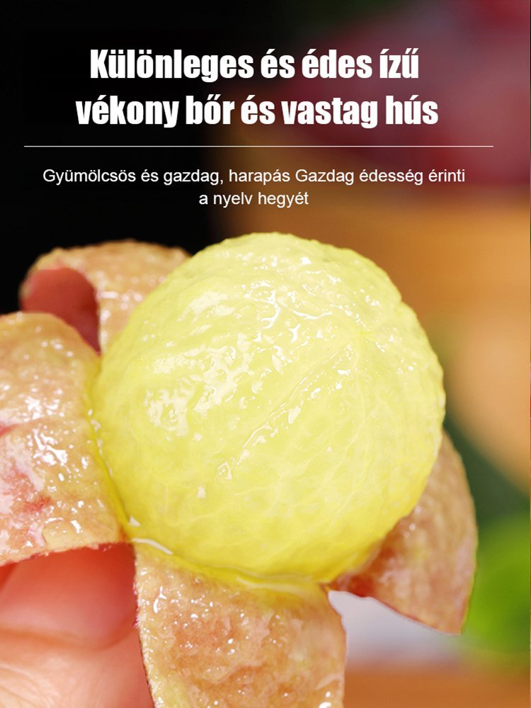 🍇 Queen Nina: A kerted ékköve rubinvörös szőlővel! Felejtse el a bonyolult permetezést és támrendszert.