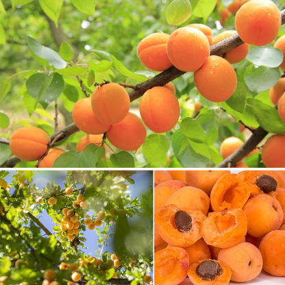 Termő királysárgabarack magvak