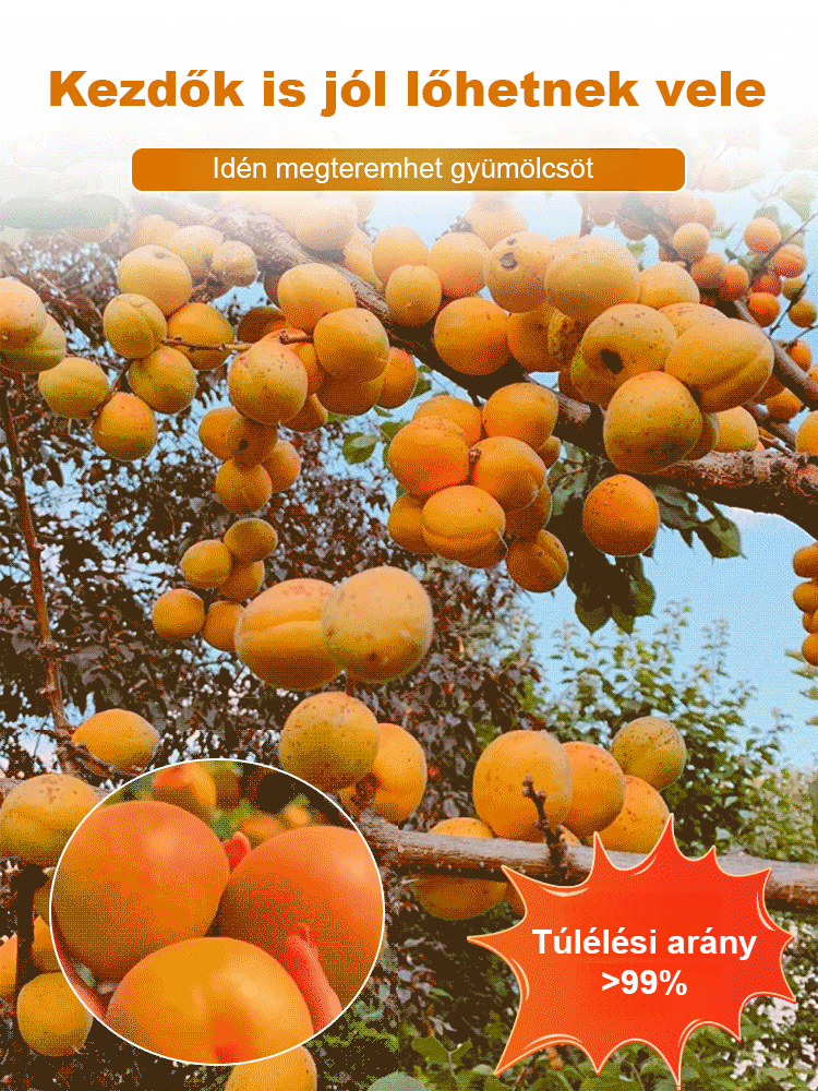 Termő királysárgabarack magvak