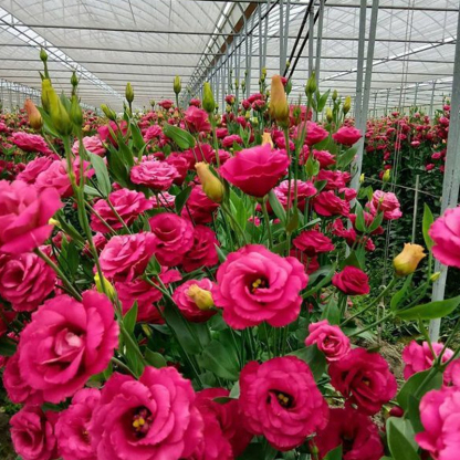 Platycodon grandiflorum mag