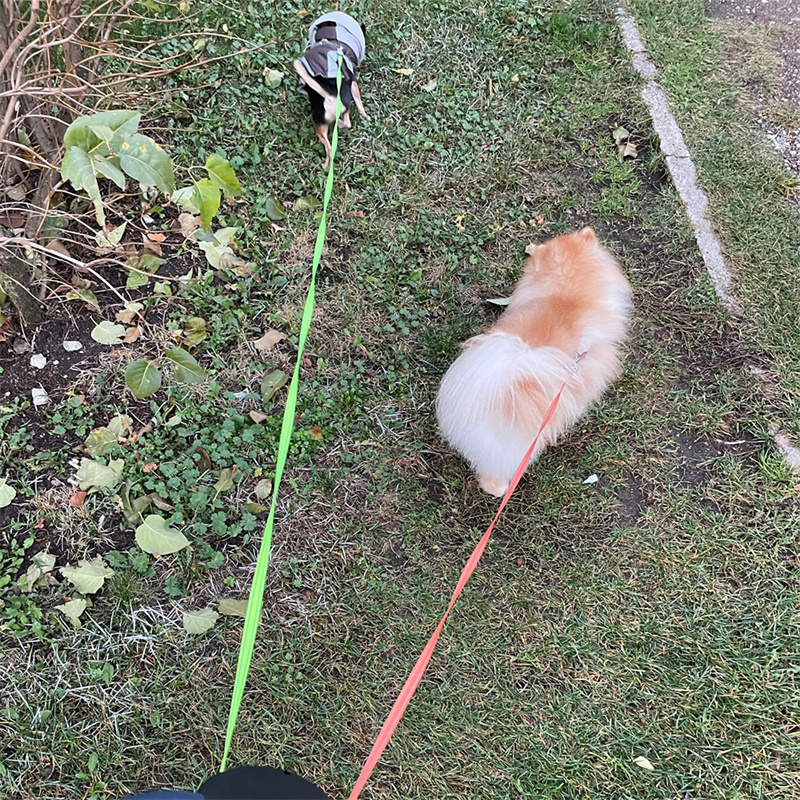 360° anti-tangle double leash