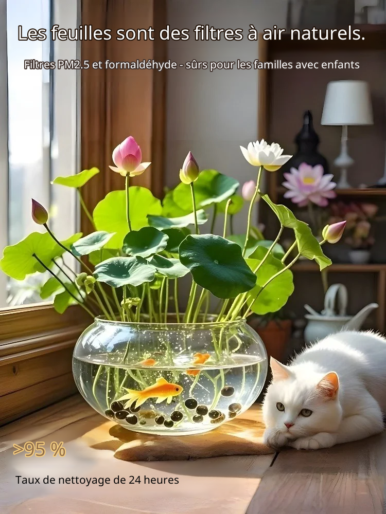 [Il fleurit même à -25°C ] Lotus en hydroponie ornemental