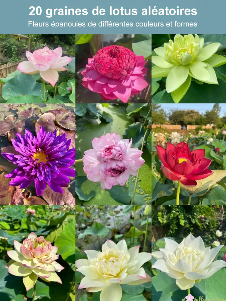 【Transfert de fortune】Lotus en hydroponie ornemental