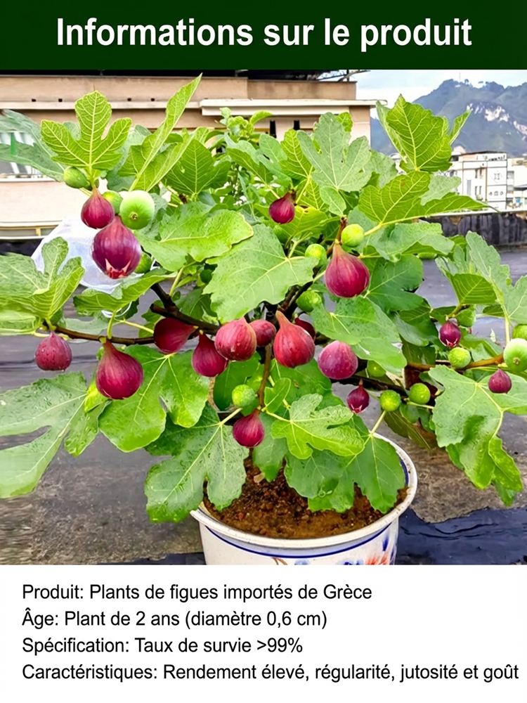 Figuier de Grèce importé – Fruits frais quotidiens pour vous seul