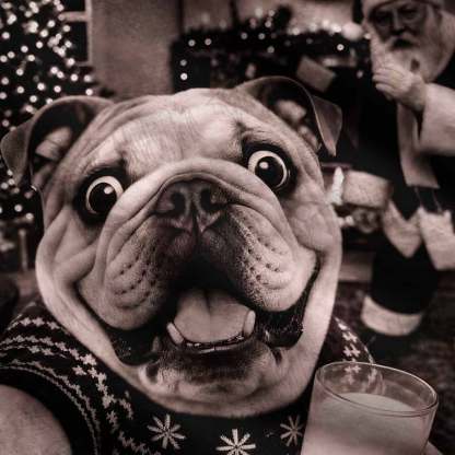Naughty Bulldog Ugly Sweatshirts
