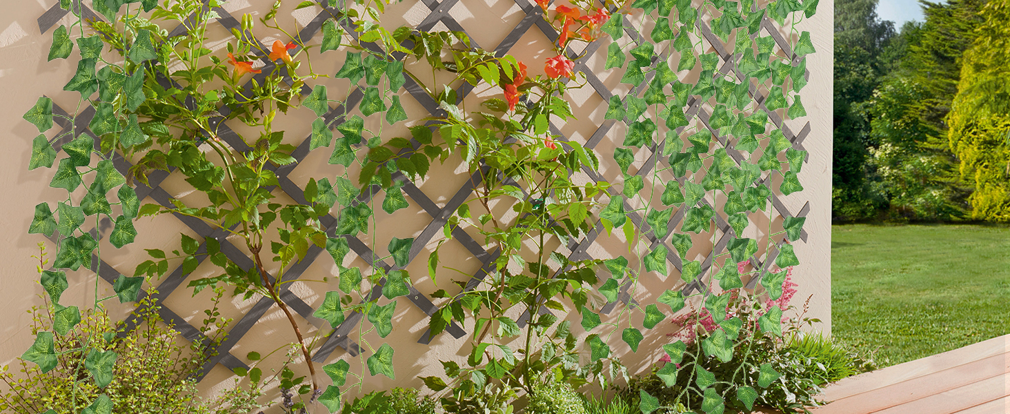 ivy