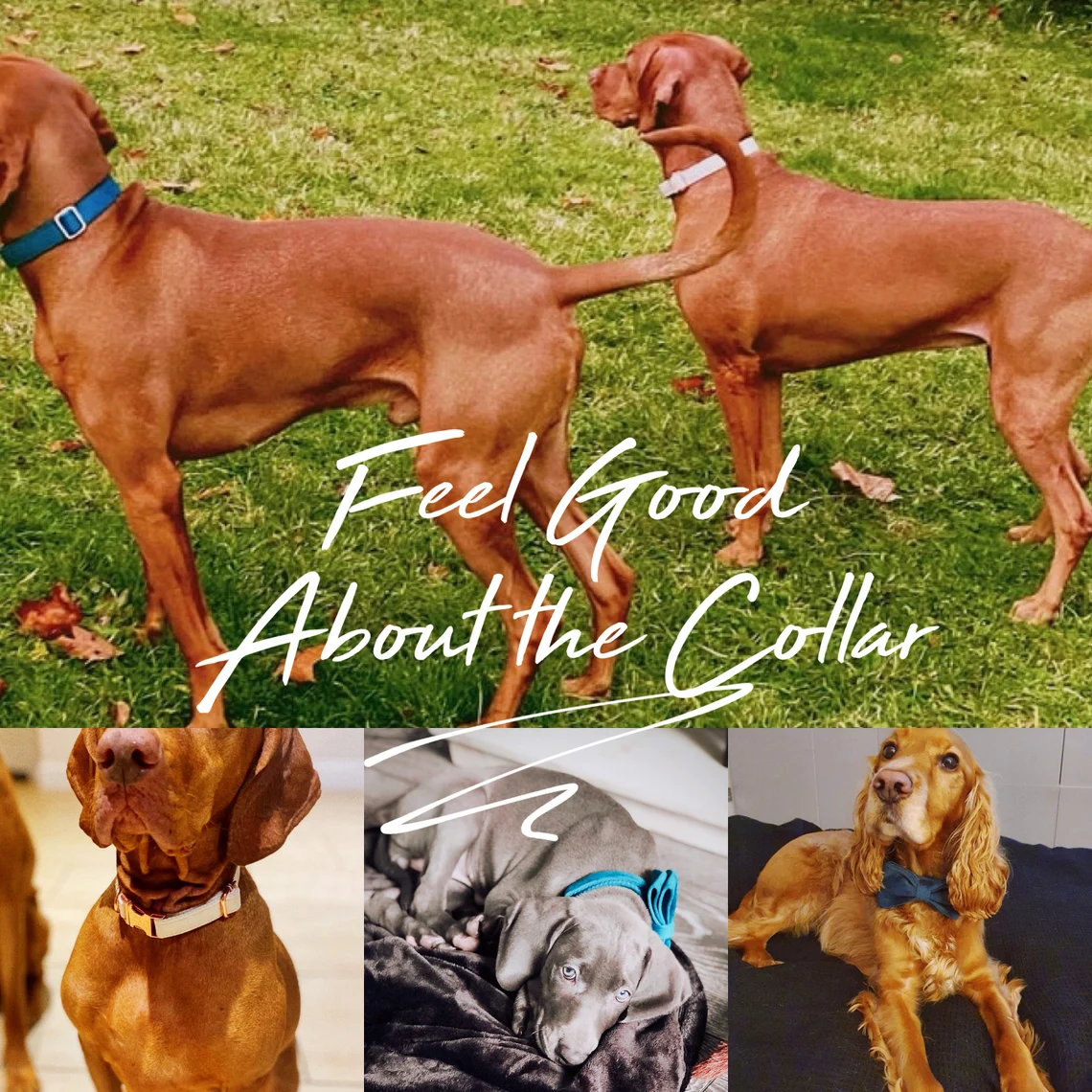 Multiple Colour Velvet Personalise Dog Collar Leash Set with Bow,Brown+Grey+White,Engraved Pet Name Plate Metal Buckle,Wedding Puppy Gift