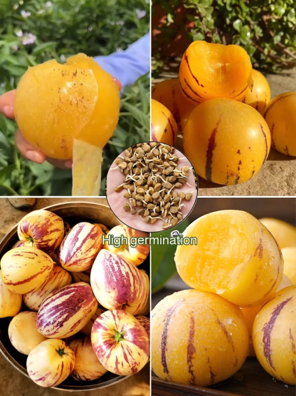 【High Germination Rate】Sweet and Juicy Ginseng Fruit Seeds