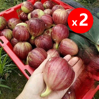 [Enjoy fresh fruit daily] Fig seedlings imported from Greece