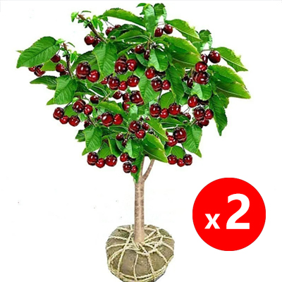 【Results from that year】Cherry saplings