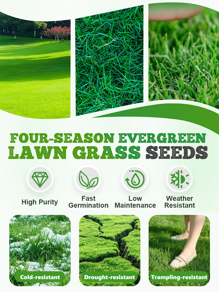 🌱 Bermuda grass seed, germinates in just 7 days with a 95% germination rate!One pack covers up to 60㎡.