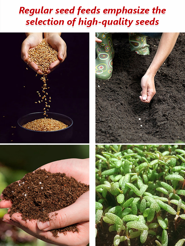 Imported Climbing Rose Seeds 🌹 - Bloom year-round, with a guaranteed 99% high germination rate ✅, full refund if they don’t grow 💰