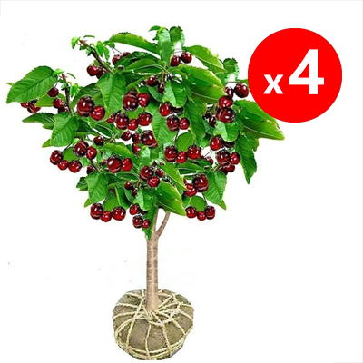 USDA Organic Cherry Saplings 🪴🍒 98% survival rate ✅ | Self-pollinating, no additional trees needed 🚫🌳 | Super easy for beginners 🧑🌾👩🌾