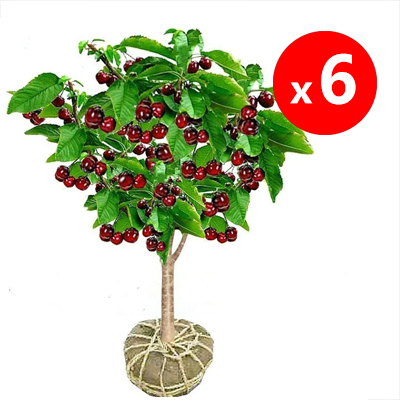USDA Organic Cherry Saplings 🪴🍒 98% survival rate ✅ | Self-pollinating, no additional trees needed 🚫🌳 | Super easy for beginners 🧑🌾👩🌾
