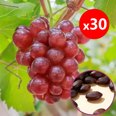 【Naturally Aromatic】Queen Nina Grape Seeds