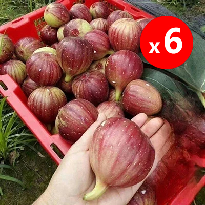 [Enjoy fresh fruit daily] Fig seedlings imported from Greece