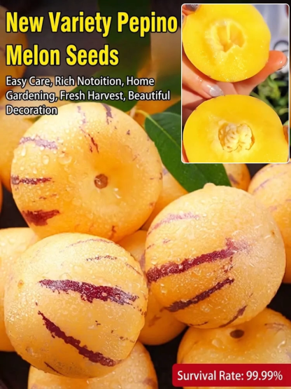 【High Germination Rate】Sweet and Juicy Ginseng Fruit Seeds