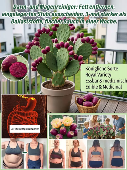 Essbare Kaktussetzlinge für die mexikanische Königsfamilie