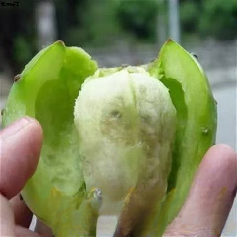 Essbare Kaktussetzlinge für die mexikanische Königsfamilie