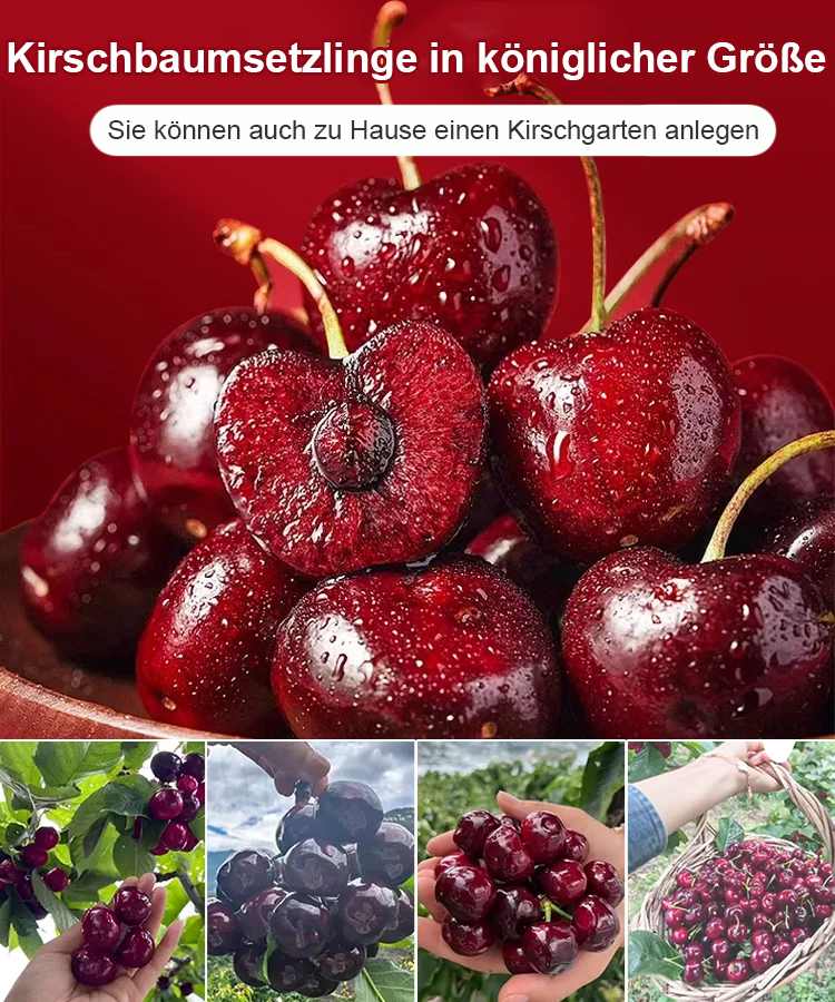 🍒Neue Züchtung aus dem Weltraum! 🍒Vielfältige Überlebenspakete für Chelsea-Setzlinge