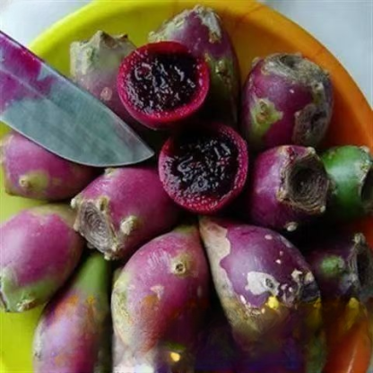 Essbare Kaktussetzlinge für die mexikanische Königsfamilie