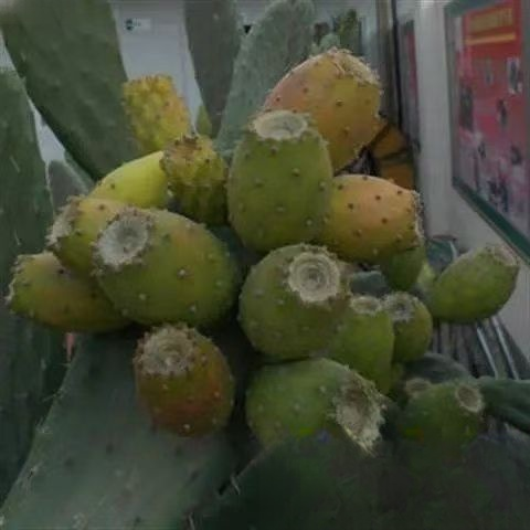 Essbare Kaktussetzlinge für die mexikanische Königsfamilie