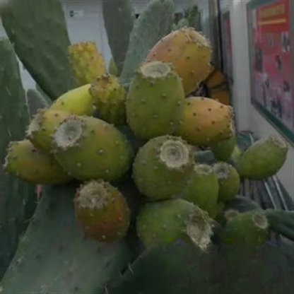 Essbare Kaktussetzlinge für die mexikanische Königsfamilie