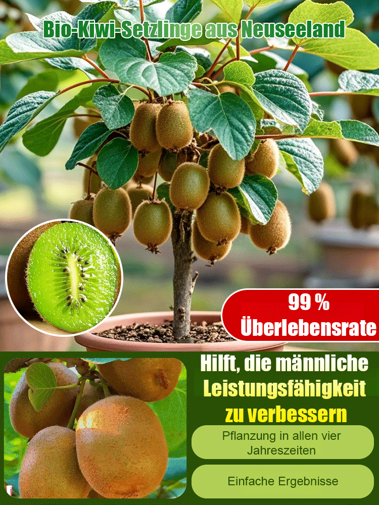 【Steigerung der männlichen Kraft】Neuseeländische Bio-Kiwi-Sämlinge
