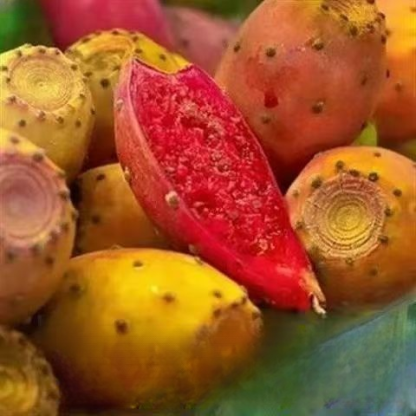 Essbare Kaktussetzlinge für die mexikanische Königsfamilie