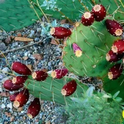 Essbare Kaktussetzlinge für die mexikanische Königsfamilie
