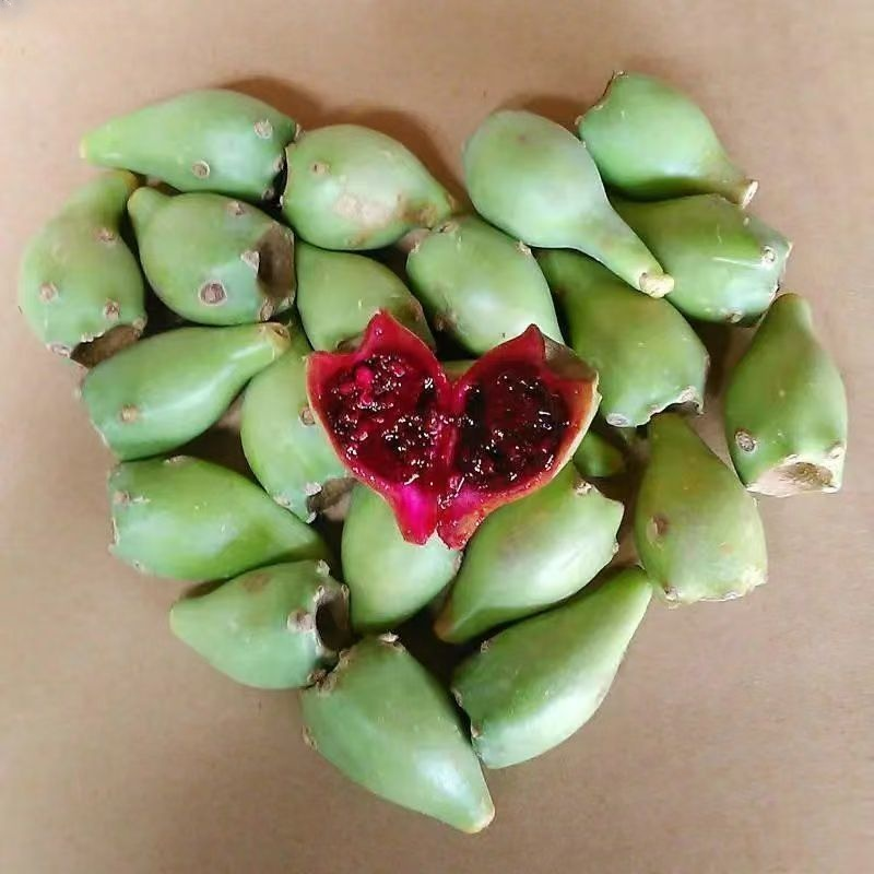 Essbare Kaktussetzlinge für die mexikanische Königsfamilie