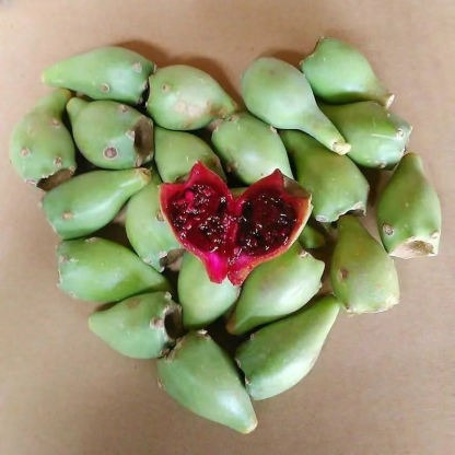 Essbare Kaktussetzlinge für die mexikanische Königsfamilie