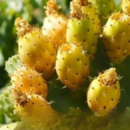 Essbare Kaktussetzlinge für die mexikanische Königsfamilie