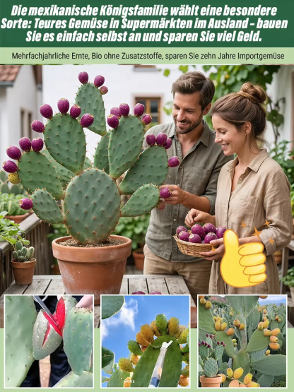 Essbare Kaktussetzlinge für die mexikanische Königsfamilie