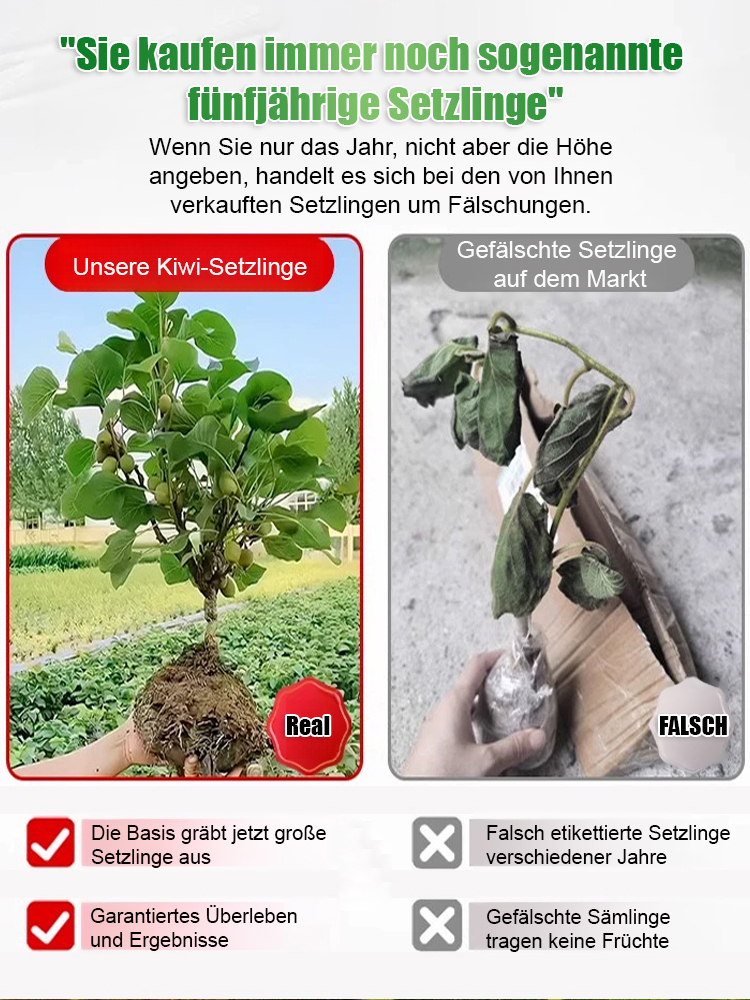 【Steigerung der männlichen Kraft】Neuseeländische Bio-Kiwi-Sämlinge
