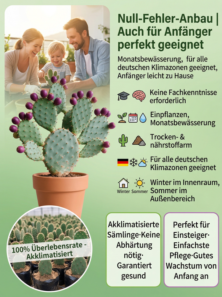 Essbare Kaktussetzlinge für die mexikanische Königsfamilie