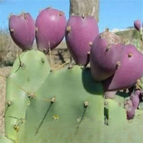 Essbare Kaktussetzlinge für die mexikanische Königsfamilie