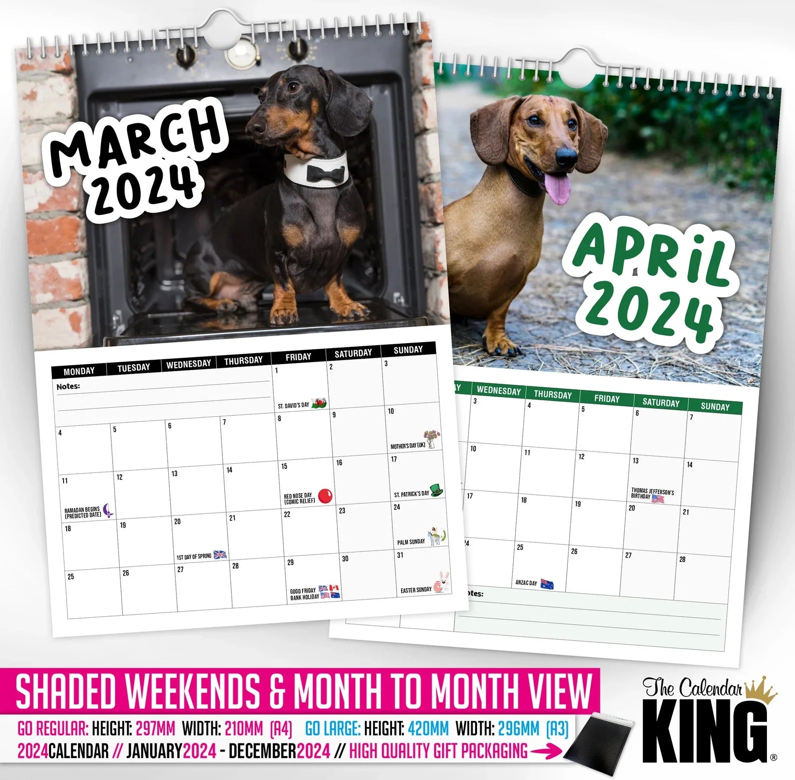 🤣Cheeky Dachshunds - 2024 Wall Calendar