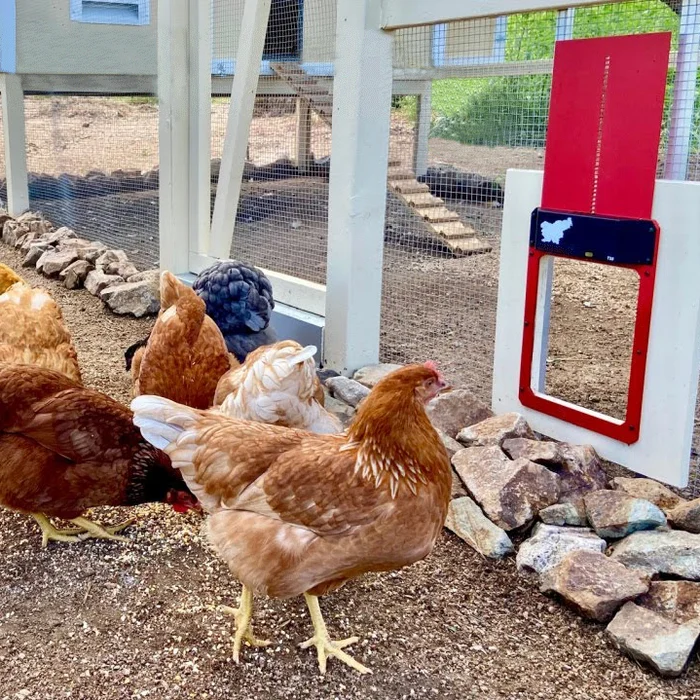 (🎁Best Gift🎁- 50% OFF)-Automatic Chicken Coop Door