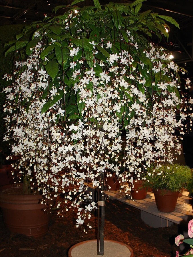 💐TRAILING JASMINE FLOWERS SEEDS