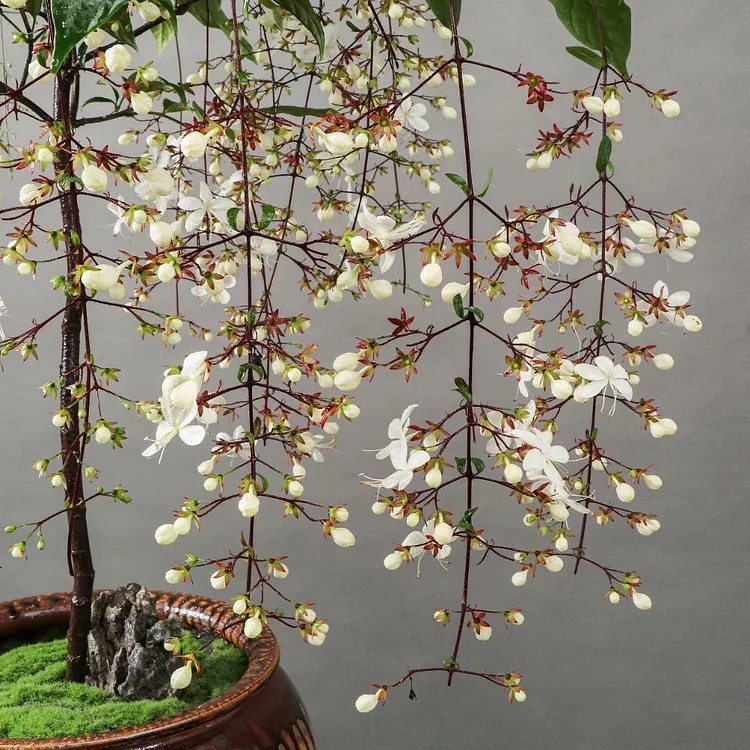 💐TRAILING JASMINE FLOWERS SEEDS