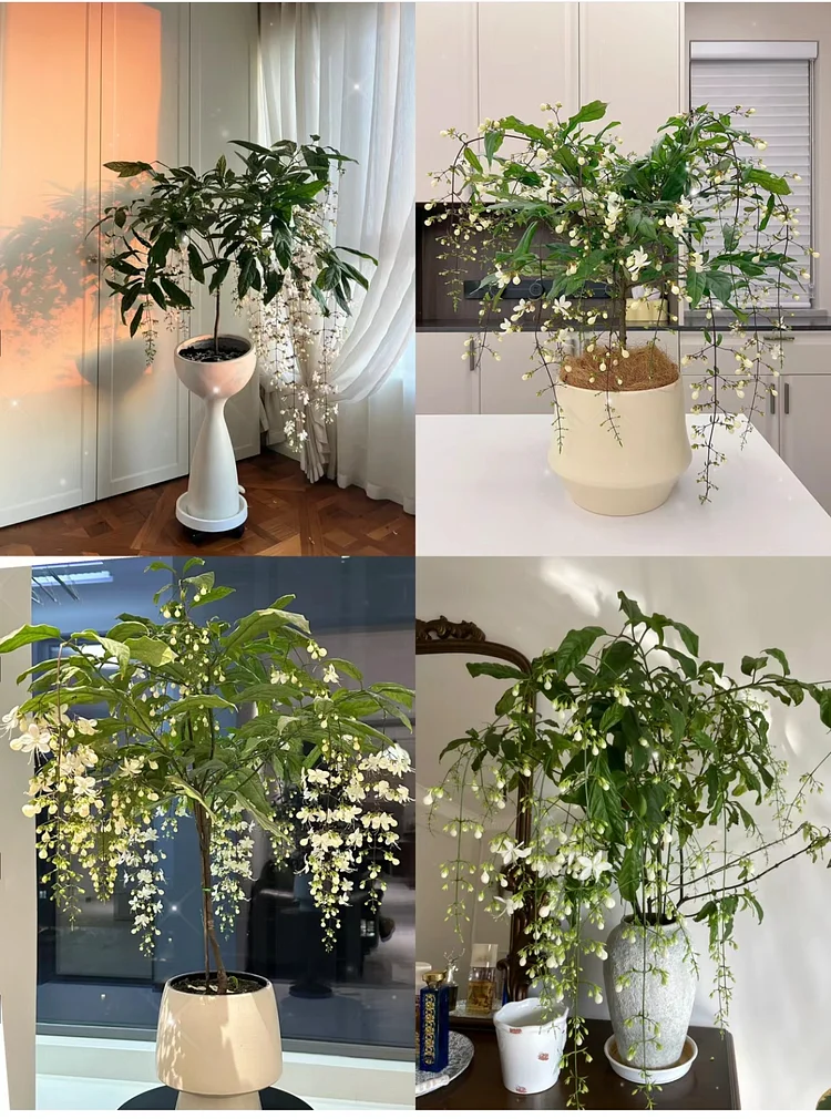 💐TRAILING JASMINE FLOWERS SEEDS