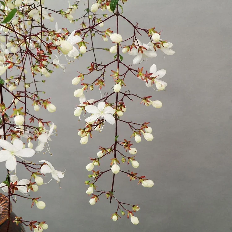💐TRAILING JASMINE FLOWERS SEEDS
